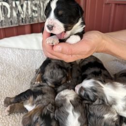 Bernedoodle Puppies from Root and Branch Bernedoodles