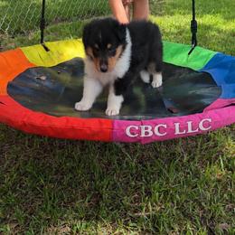 Roux - Black white and tan male Collie puppy in Carencro, Louisiana from Cajun Bayou's Collies LLC