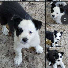Border Collie Puppies from Lone Wolf Ranch