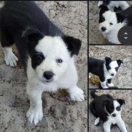 Border Collie Puppies from Lone Wolf Ranch