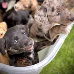 Aussiedoodle and Leopardoodle Puppies from A Puppy Crush