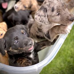 Aussiedoodle and Leopardoodle Puppies from A Puppy Crush