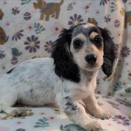 Peach the black and cream extreme piebald girl - Piebald female Dachshund puppy in Pelion, South Carolina from Doitsujin Dachshunds