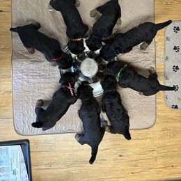 Airedale Terrier Puppies from Mystic’s Airedales