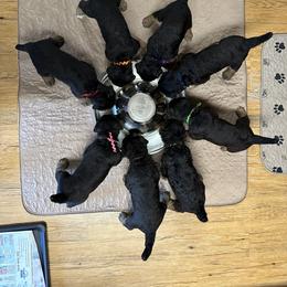 Airedale Terrier Puppies from Mystic’s Airedales