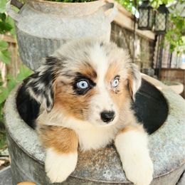 Blossom - Red merle female Miniature Australian Shepherd puppy in Ennis, Texas from God’s Little Aussies