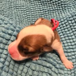 Boy 3 - male Pembroke Welsh Corgi puppy in Palm Bay, Florida from Space Coast Corgi
