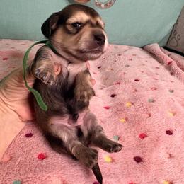 Green collar - Wild boar and cream male Dachshund puppy in Live Oak, Florida from The Weenie Herd Mom