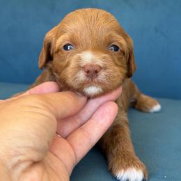 Arianna grande - Red  female Goldendoodle puppy in Yuciapa, California from AlltheDoodlez_