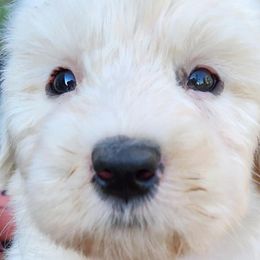 Lexie - Grizzle and white Old English Sheepdog puppy in Cherry Valley, California from Wild-n-Woolly Old English Sheepdogs
