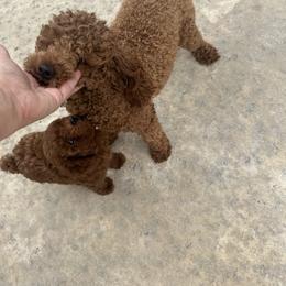 Mena - Goldendoodle