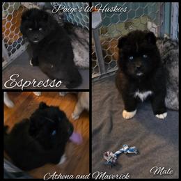 Espresso - Black male Siberian Husky puppy in Bloomfield, Indiana from Paiges lil huskies