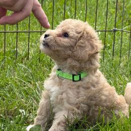 Harold - Cream male Goldendoodle puppy in Missouri from Simply Schnauzers