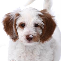 Ligjt blue boy - Yellow and white male Bernedoodle puppy in Waukesha, Wisconsin from Bernedoodle Boutique (and Cavapoos)