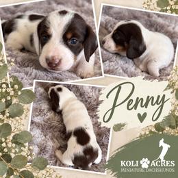 Penny - Piebald female Dachshund puppy in Kemp, Texas from Koli Acres