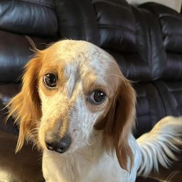 Dachshunds from Cap Ranch Miniature Dachshunds
