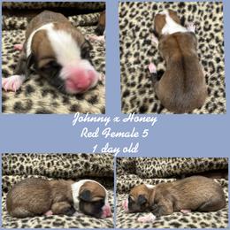 Red female 5 - Red female Pembroke Welsh Corgi puppy in Stephenville, Texas from Rising JM Pembrokes