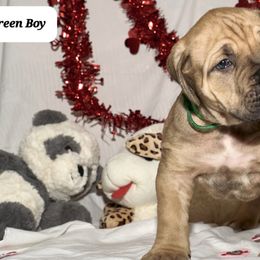 Boy 5 - Boerboel puppy from Brickhouse Boerboels