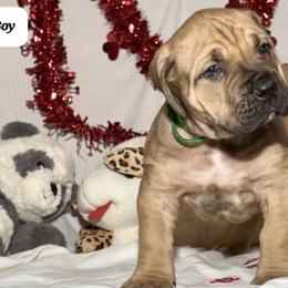 Boy 5 - Boerboel puppy from Brickhouse Boerboels