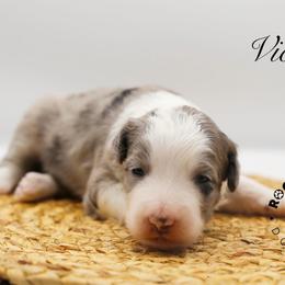 Violet Bridgerton - Blue merle and white female Sheepadoodle puppy in Edmond, Oklahoma from Rock N Roll Doodles