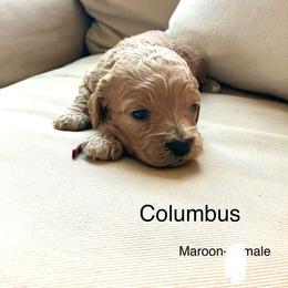 Columbus - Buff and white male Cockapoo puppy in Spring Valley, Wisconsin from Filipiak Breeders