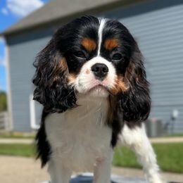 NEBL3 Gene Carrier Aaron - Tri-color male Cavalier King Charles Spaniel puppy in Louisville, Kentucky from Ali-Mae Cavaliers