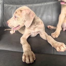 Mars - Silver female Great Dane puppy in Florida from Beachside Kennels