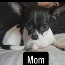 Minnie Mouse - Chihuahua