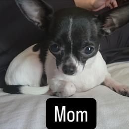 Minnie Mouse - Chihuahua