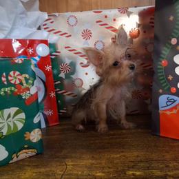 Eddie - Gold male Yorkshire Terrier puppy in Terrell, Texas from Ashley Nicole Ranch