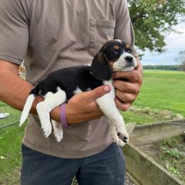 Girl 1 - Black and white female Beagle puppy in Hudson, Michigan from Bachman’s Kennel