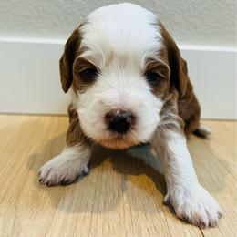 Princess Peach - Sable female Bernedoodle puppy in Sandy, Oregon from MC Doodles