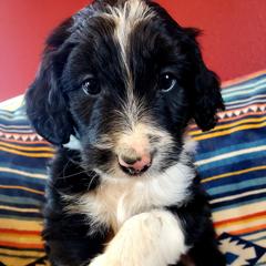 Bordoodle Puppies from JM Lazy S Doodles