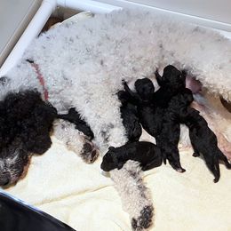 Poodle Puppies from Furball Forest Poodles