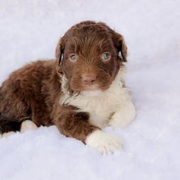 Atlas - Brown and white male Aussiedoodle puppy in Crete, Nebraska from Doodles & Co