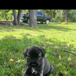 Anatolian Shepherd Dog Puppies from Swan Falls Farm