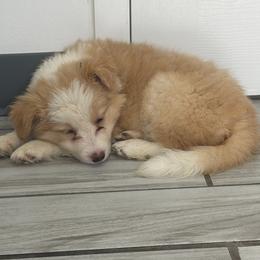 Tripp - Gold male Border Collie puppy in Crawfordsville, Indiana from Rescued Dreams Border Collies