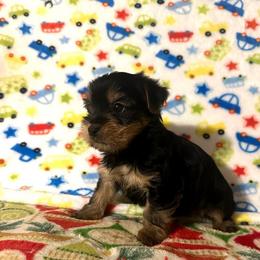 Shih Tzu and Yorkshire Terrier Puppies from Precious Puppies