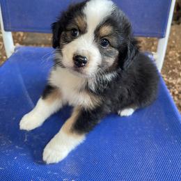 Boy 1 - Black tri male Toy Australian Shepherd puppy in Springfield, Missouri from Donnie's Miniature & Toy Australian Shepherds