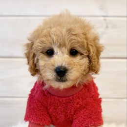 Green Collar - Apricot male Poodle puppy in Pentwater, Michigan from Dumaw Creeks Pups