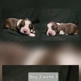 Boy 3 - Tri-Roan male English Springer Spaniel puppy in Lakeland, Georgia from A&N Hobby Farm
