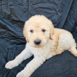 Labradoodle Puppies from Jesus Castro
