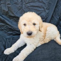 Labradoodle Puppies from Jesus Castro