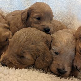Goldendoodle and Poodle Puppies from RamblerGoldens
