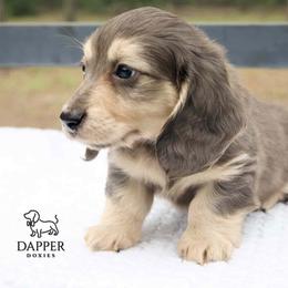 Boy 1 - male Dachshund puppy in Zephyrhills, Florida from Dapper Doxies