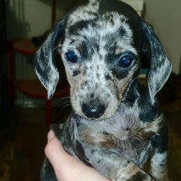 Dachshund Puppies from FLYING L Dachshund Academy