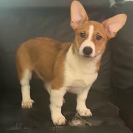 Spirit - Fawn male Companion Cross puppy in San Francisco, California from Stonewall Cowboy Corgis