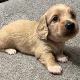 Thor - Cream male Dachshund puppy in Arp, Texas from Barksalot Dachshunds