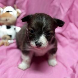 Pixie - Blue female Pembroke Welsh Corgi puppy in Nortonville, Kansas from Low Riders Corgis & Mini Aussies