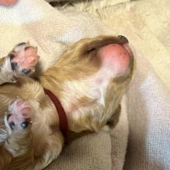 Cavalier King Charles Spaniel and Cavapoo Puppies from Boyd Cavapoo & Cavalier Puppies